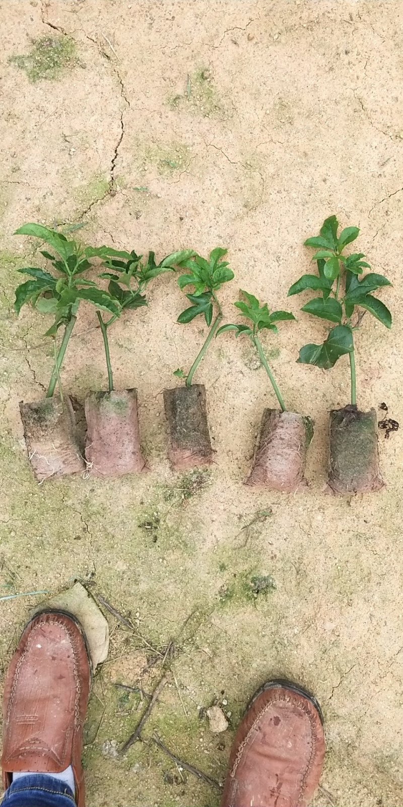 紫香一号百香果苗