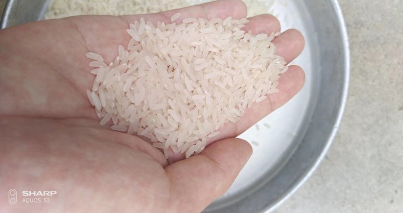 25年精品烘干黄花占稻谷口感好，米质油，亮白度好，无黄