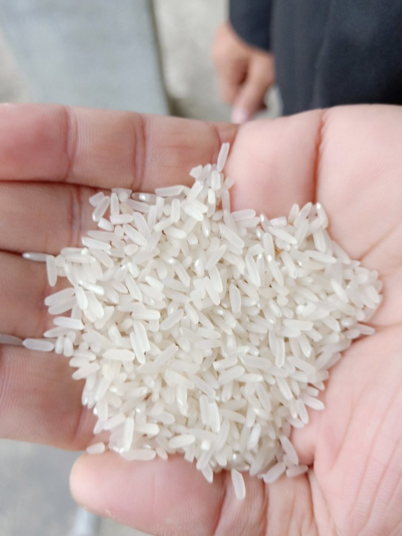 25年精品烘干黄花占稻谷口感好，米质油，亮白度好，无黄