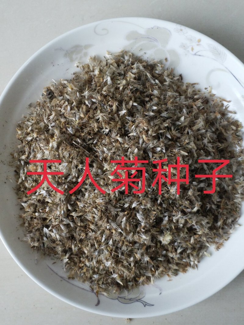 天人菊种子净籽花海种子8-10/亩