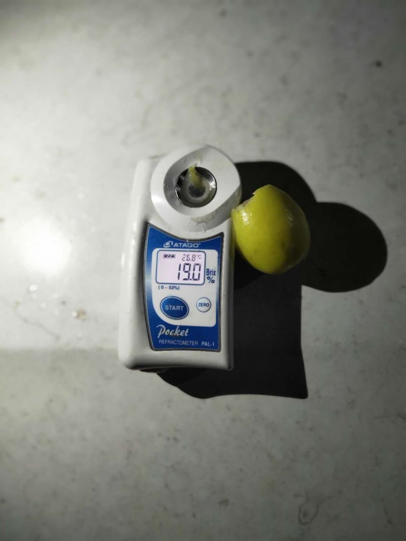 元谋青枣牛奶枣、代办代发，整车，电商支持一件发