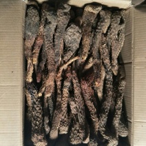 管花肉苁蓉大芸大量上市产地直发欢迎咨询联系