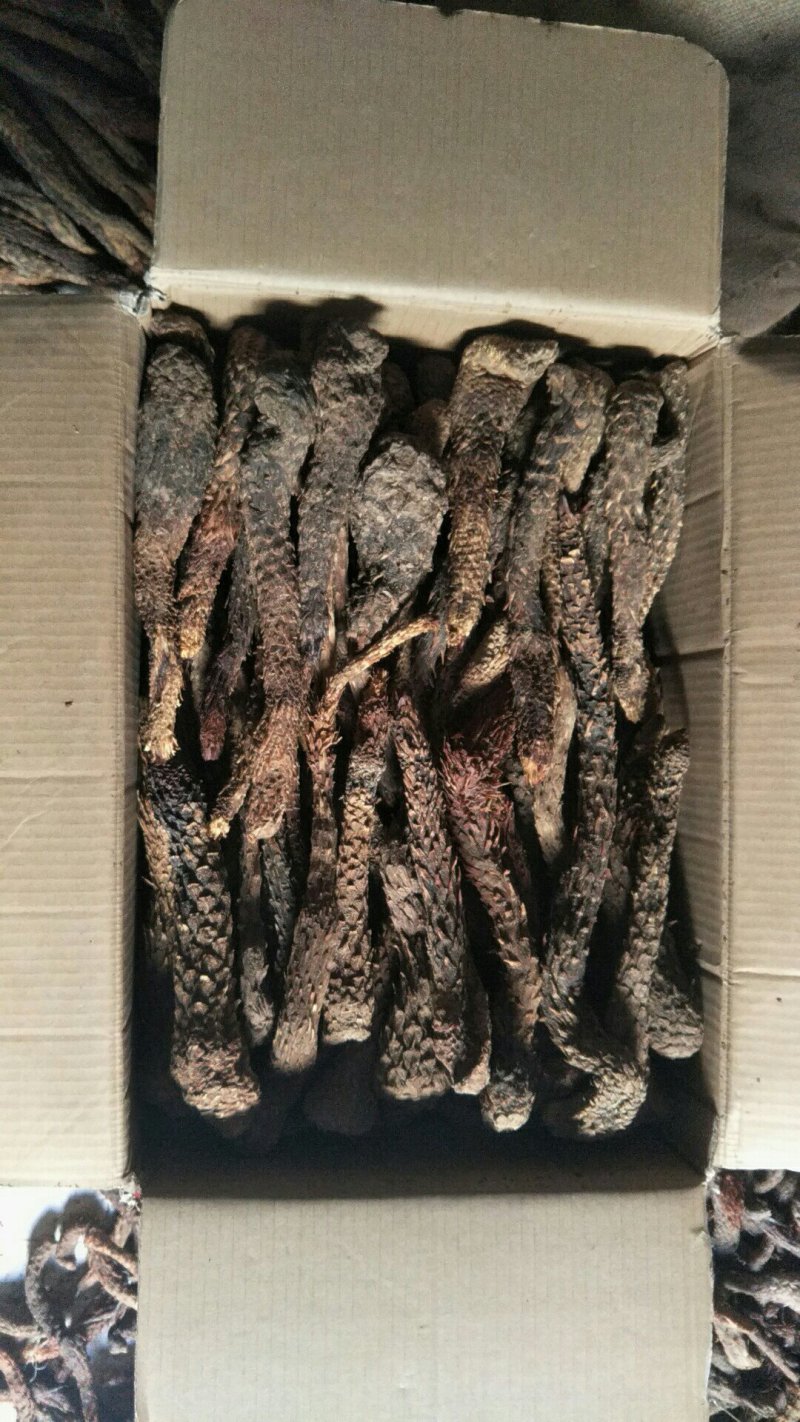 管花肉苁蓉大芸大量上市产地直发欢迎咨询联系