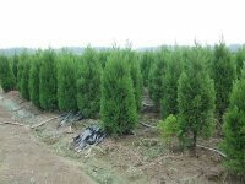 塔柏，塔柏小苗，墓地松，30一3米高，优惠