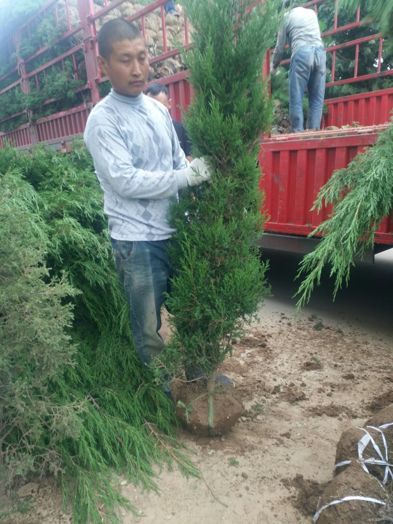塔柏，塔柏小苗，墓地松，30一3米高，优惠