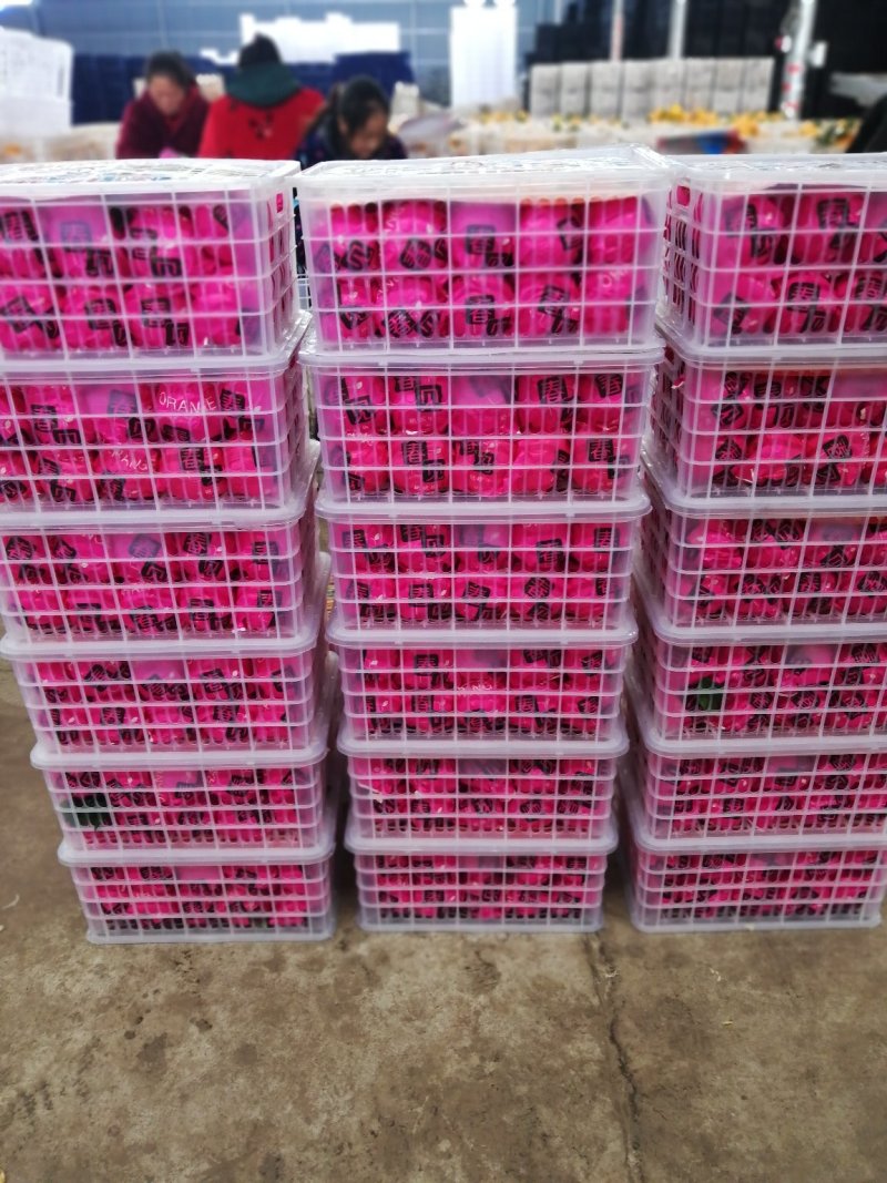 柑橘，精品四川春见耙耙柑纯甜化渣果园现摘现卖