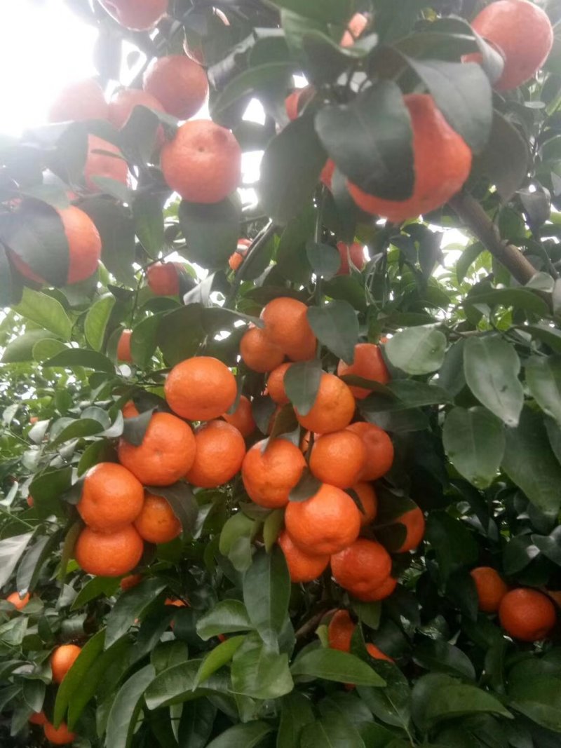 优质砂糖橘