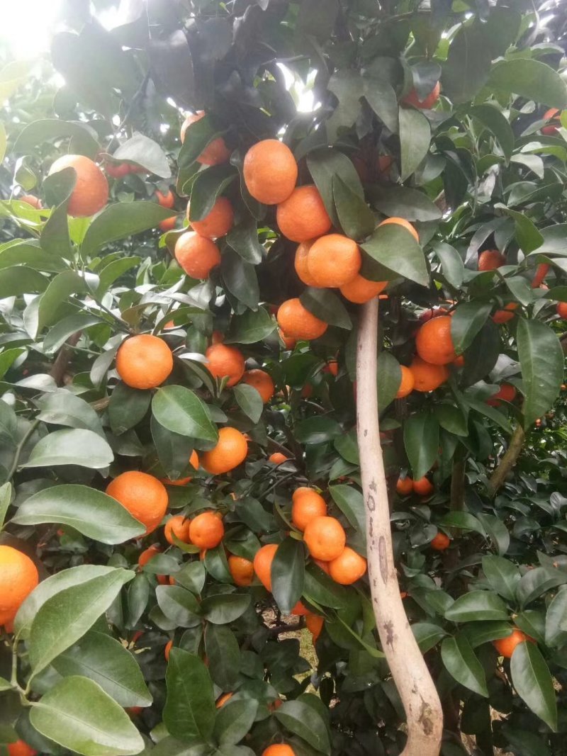 优质砂糖橘