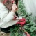 红颜，奶油草莓🍓