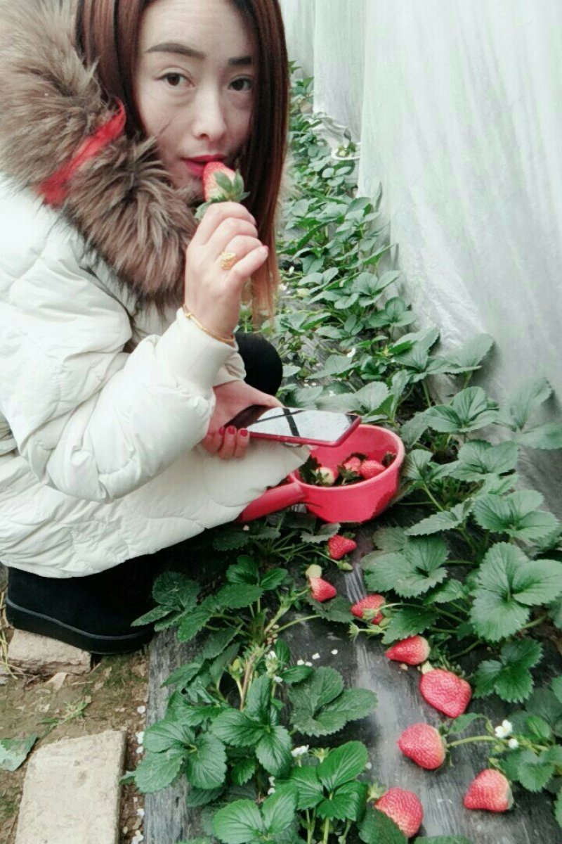 红颜，奶油草莓🍓
