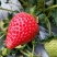 红颜，奶油草莓🍓