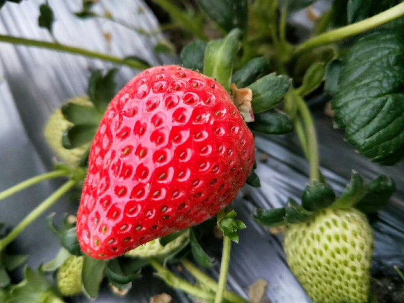 红颜，奶油草莓🍓
