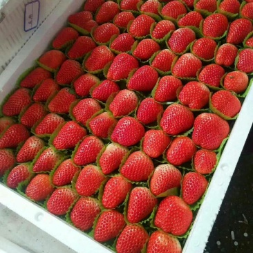 红颜，奶油草莓🍓