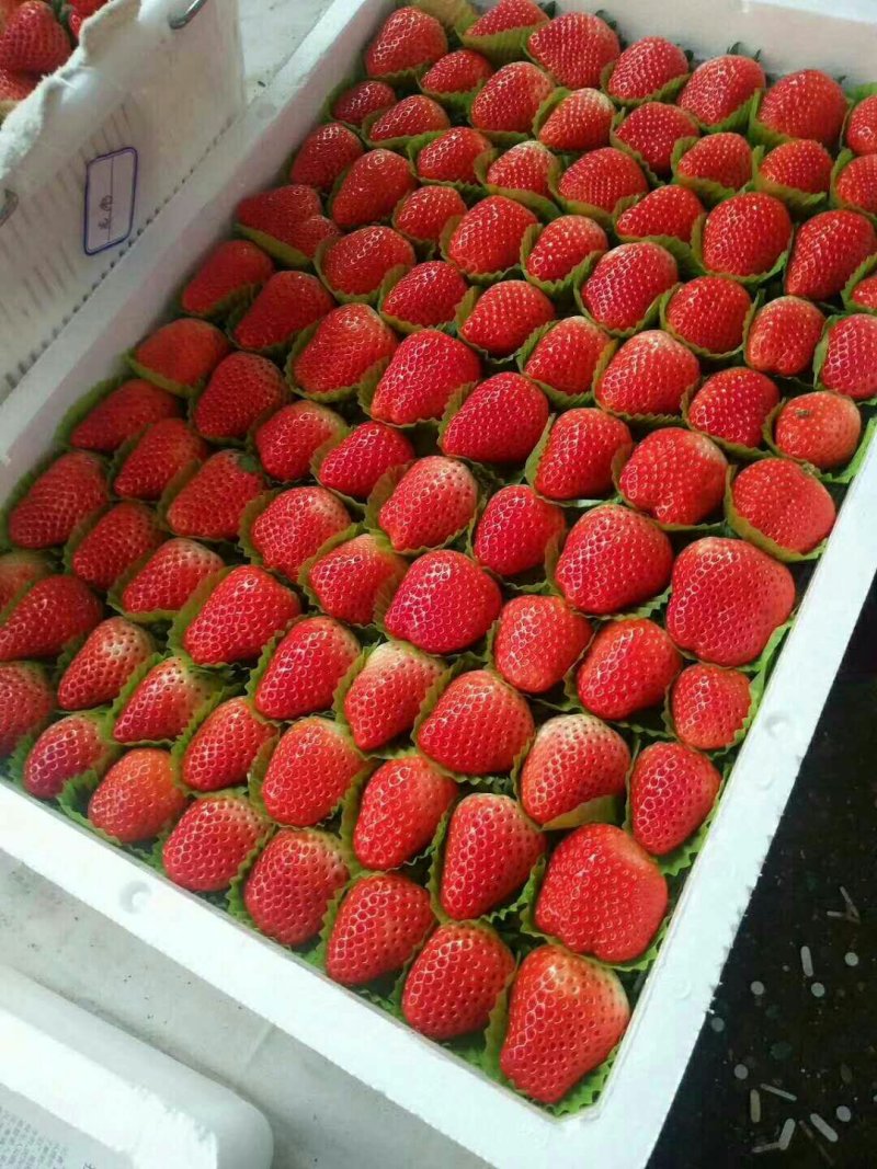 红颜，奶油草莓🍓