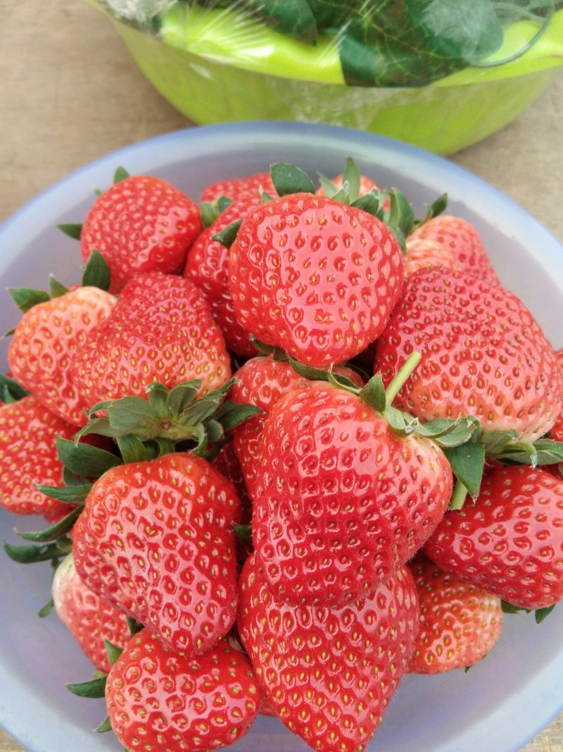 红颜，奶油草莓🍓
