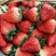 红颜，奶油草莓🍓