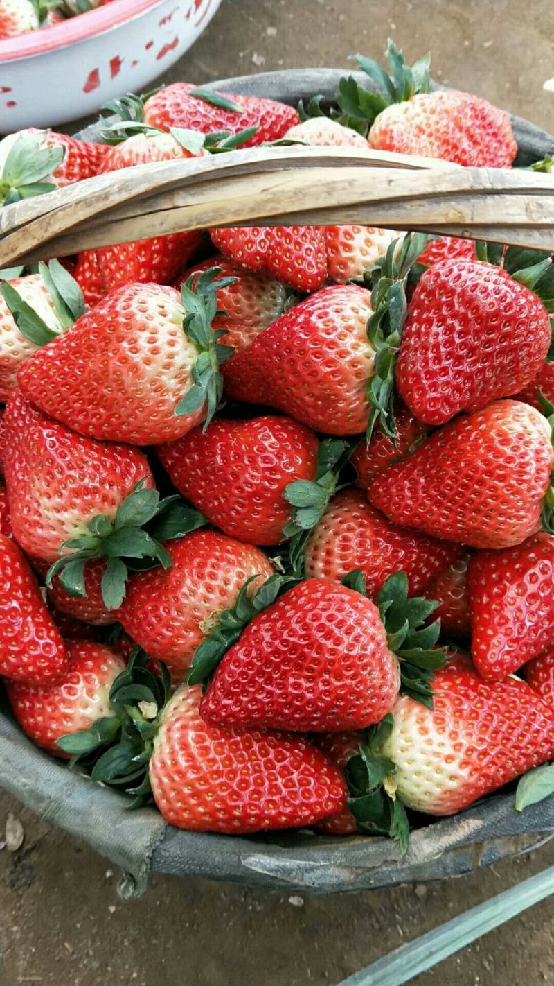 红颜，奶油草莓🍓