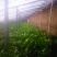 本地主产铁杆芹菜;西芹;