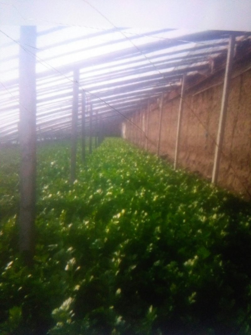 本地主产铁杆芹菜;西芹;