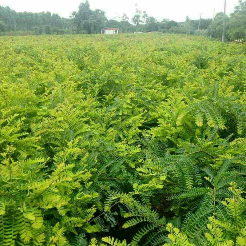 大量供应优质余甘果嫁接苗，实生苗，一年至三年苗，袋苗，地