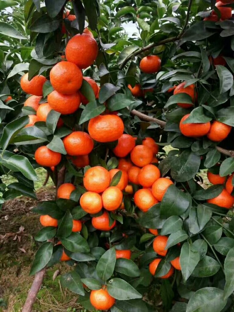 大量供应砂糖橘、鲜红色起砂甜度高