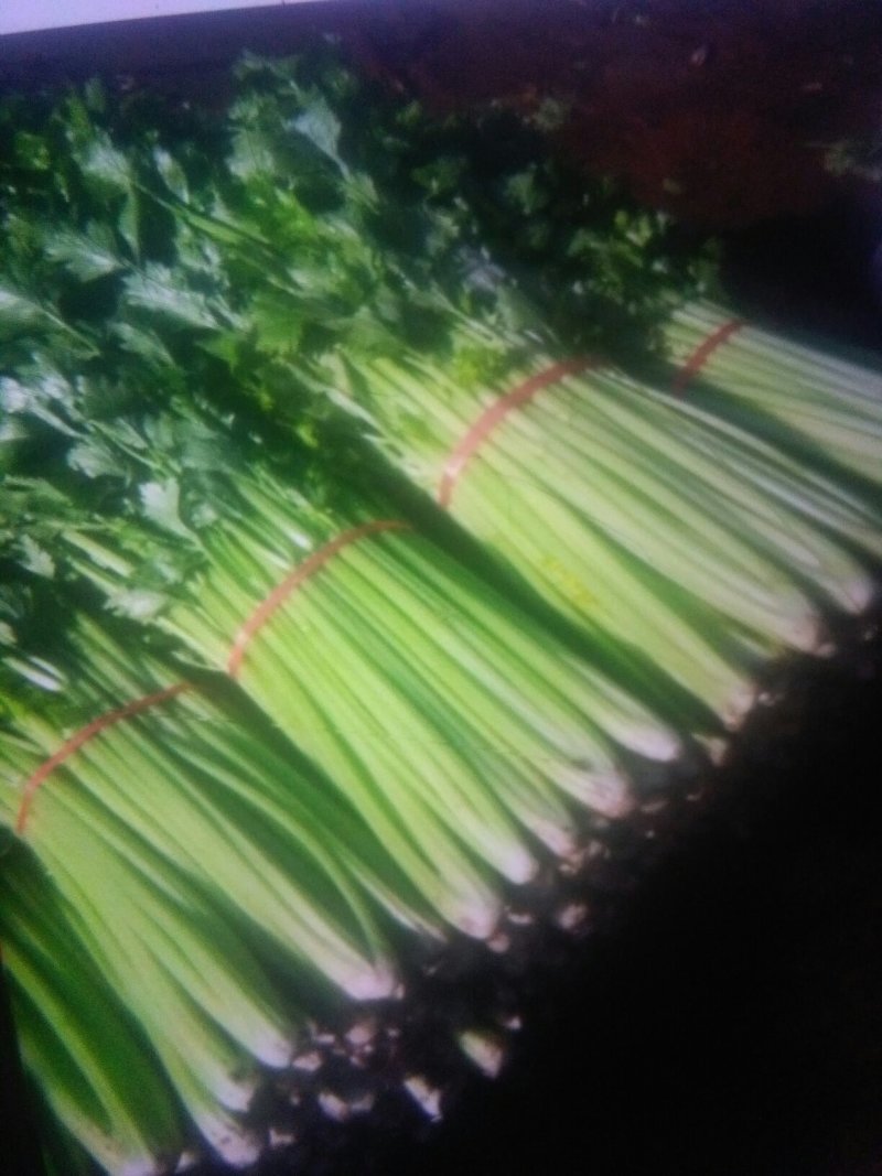 玻璃翠芹菜售卖中，欢迎各位老板前来选购，高度60-70