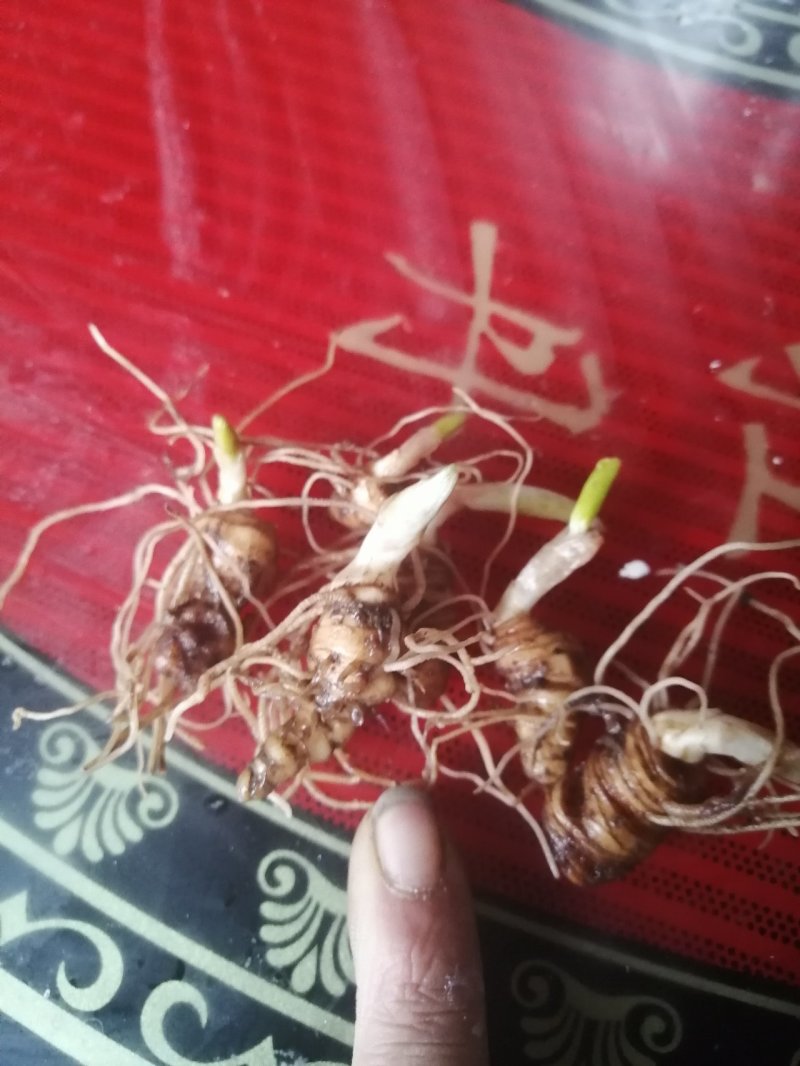 正宗粉质重楼苗中药材种苗