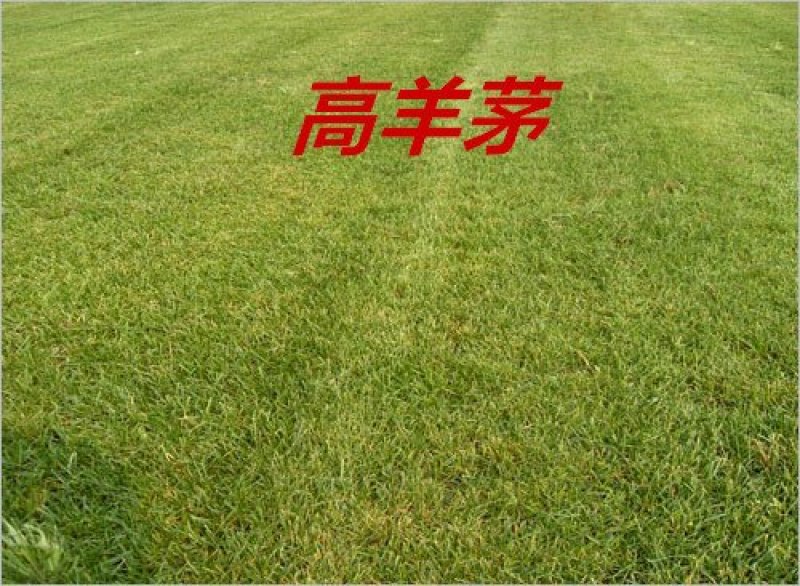 高羊茅草种净籽春夏秋播