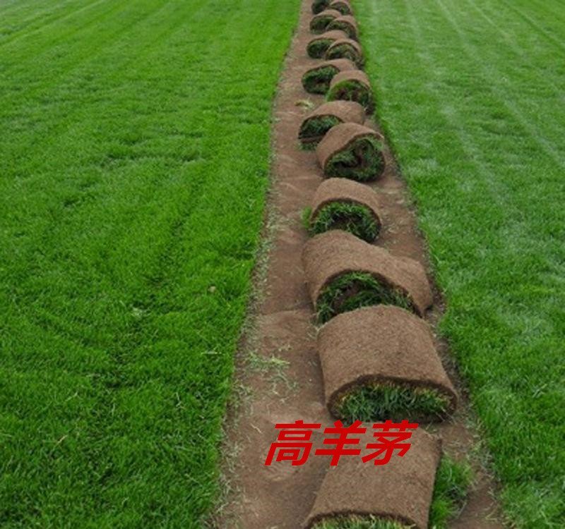 高羊茅草种净籽春夏秋播