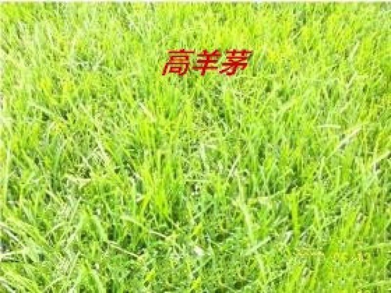 高羊茅草种净籽春夏秋播