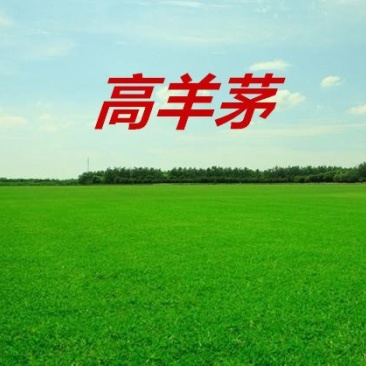 高羊茅草种净籽春夏秋播