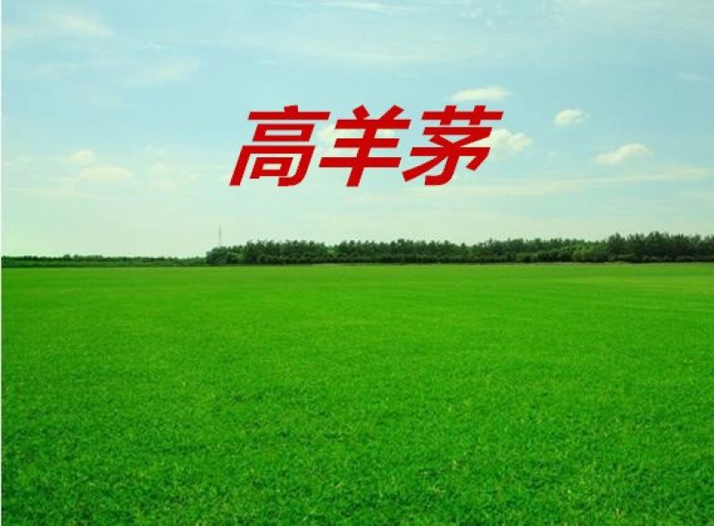 高羊茅草种净籽春夏秋播