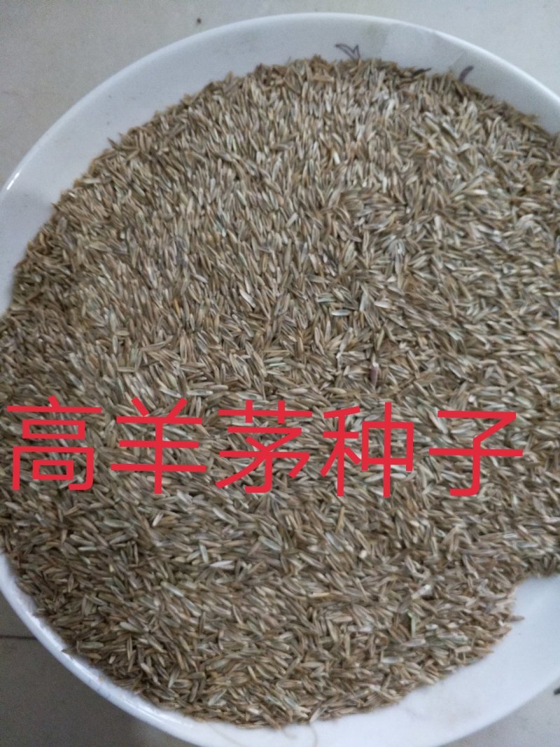 高羊茅草种净籽春夏秋播