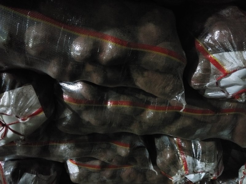 荷兰十四