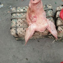 猪头