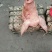 猪头