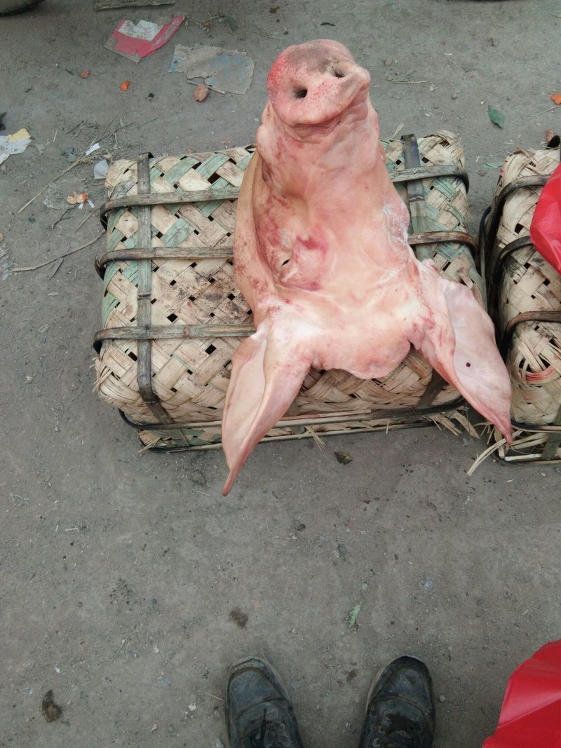 猪头