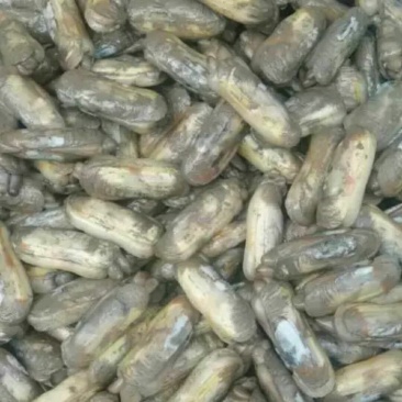 原生态蛏子。肉肥味鲜，批发，零售都行。需要的朋友可以联
