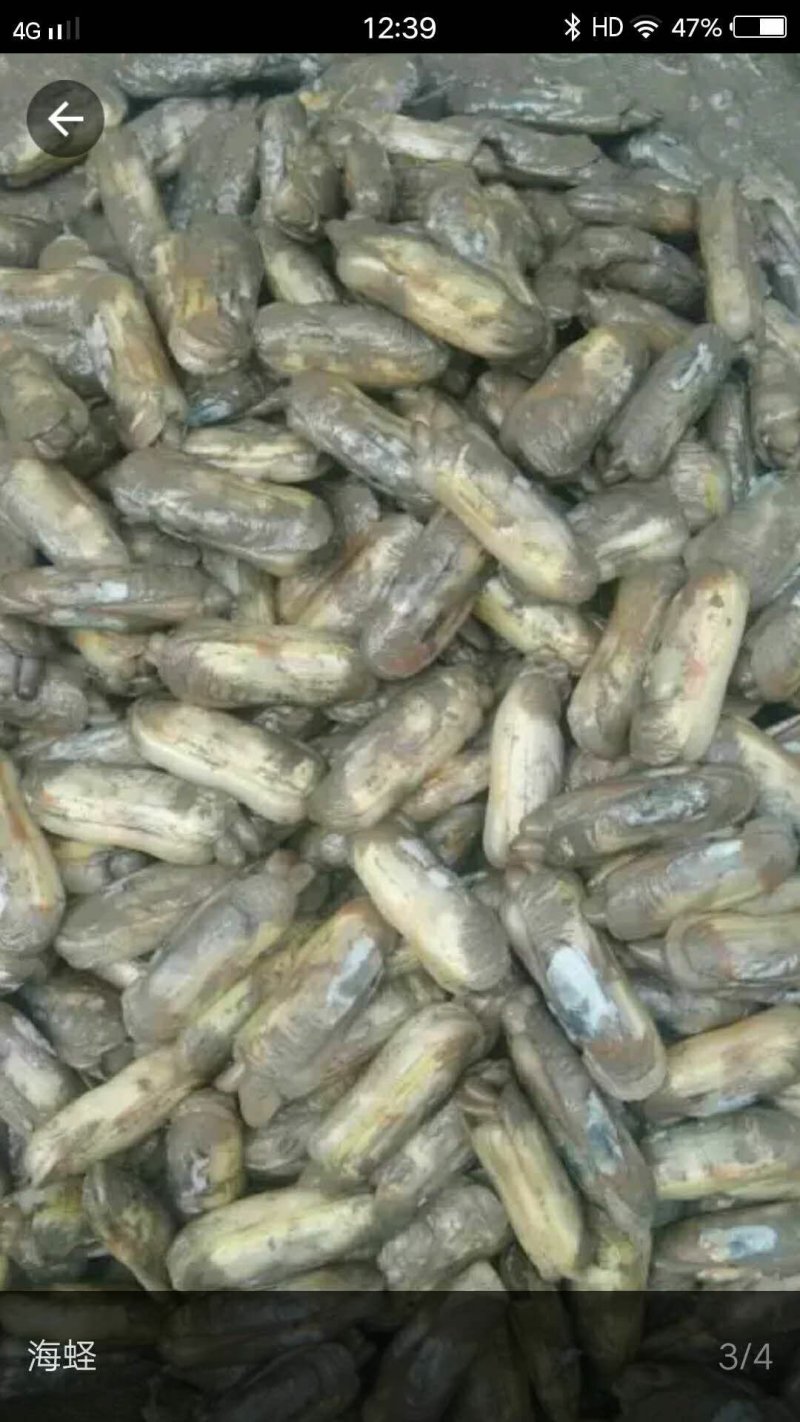 原生态蛏子。肉肥味鲜，批发，零售都行。需要的朋友可以联