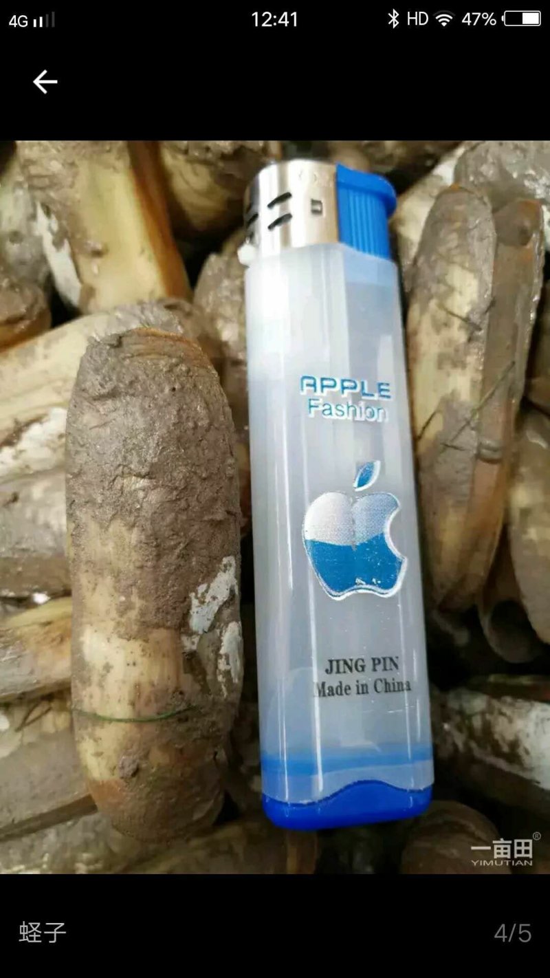 原生态蛏子。肉肥味鲜，批发，零售都行。需要的朋友可以联