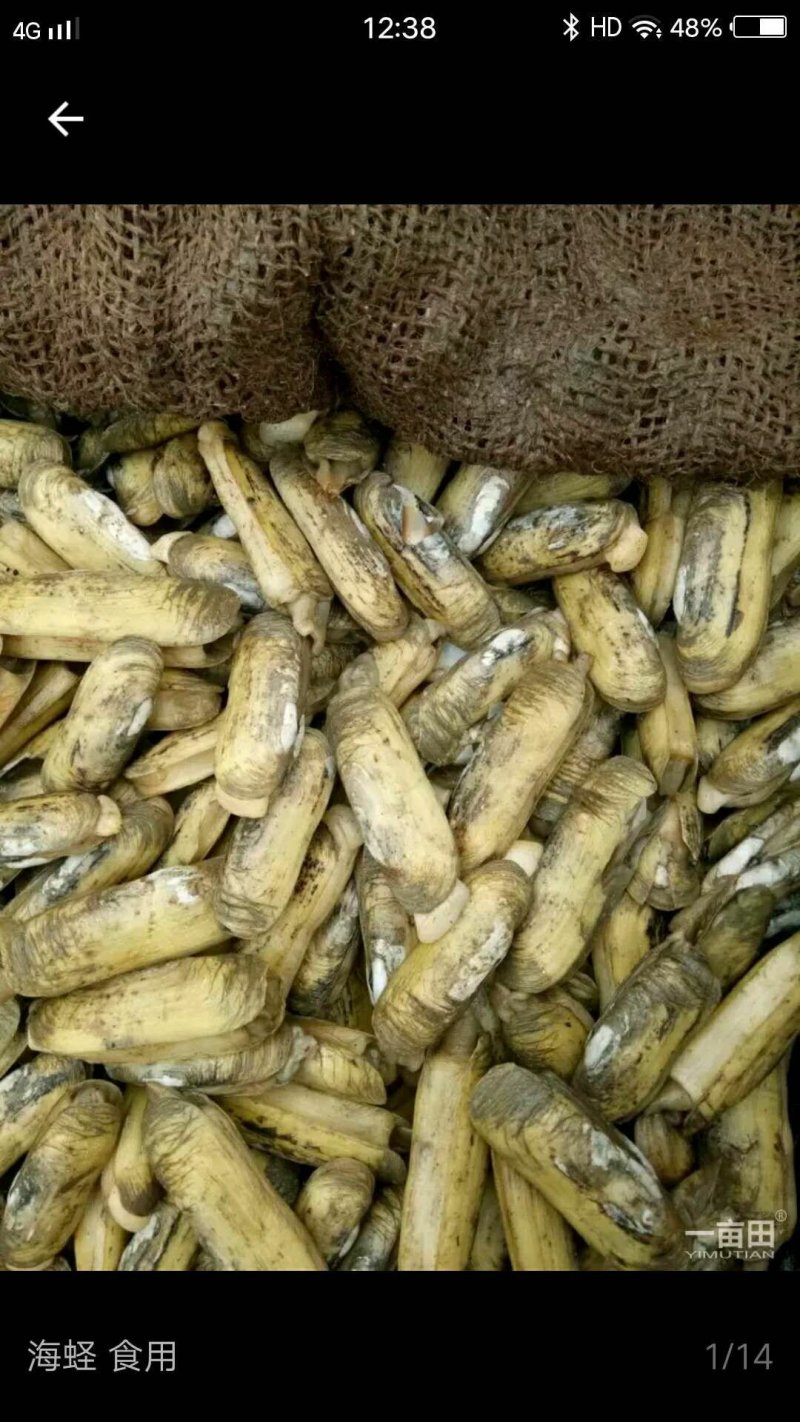 原生态蛏子。肉肥味鲜，批发，零售都行。需要的朋友可以联