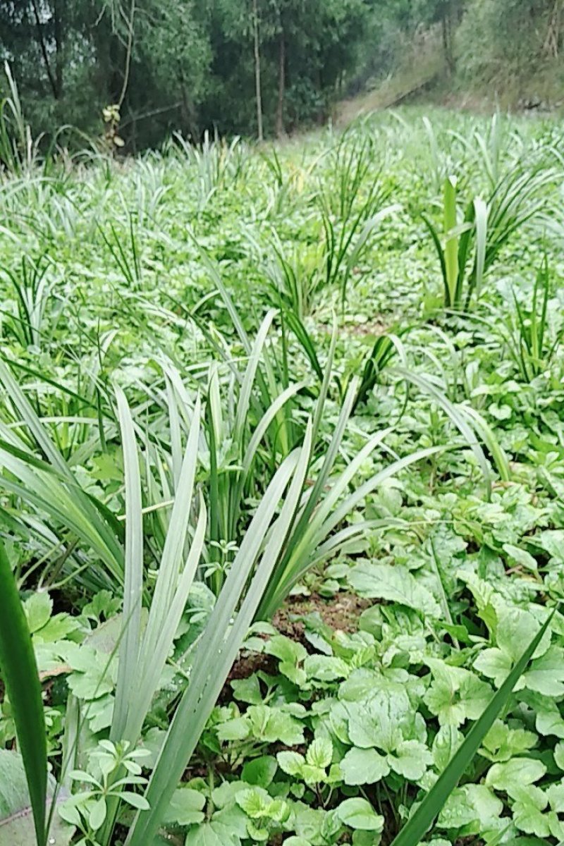 石菖蒲苗石菖蒲苗，纯度高，苗子大量出售