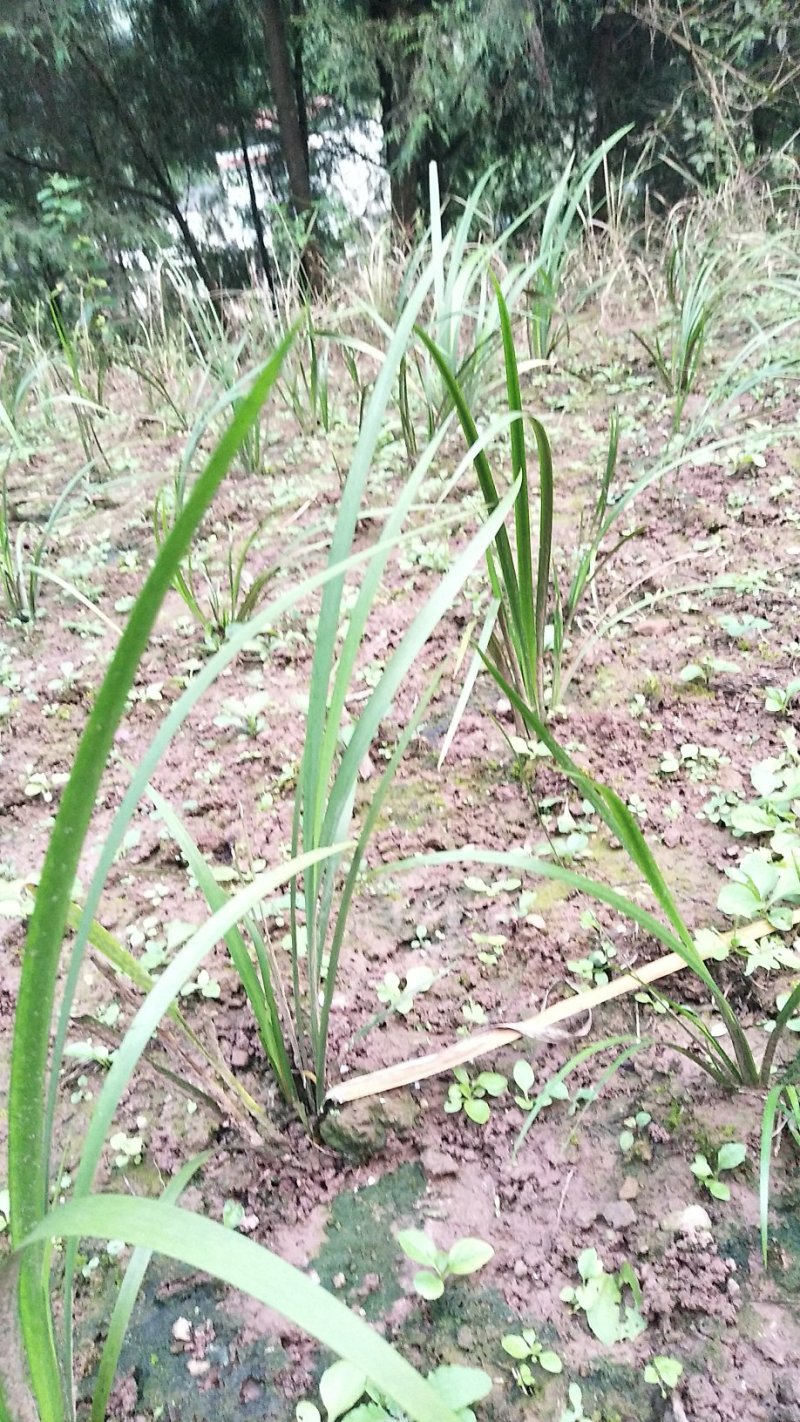 石菖蒲苗石菖蒲苗，纯度高，苗子大量出售