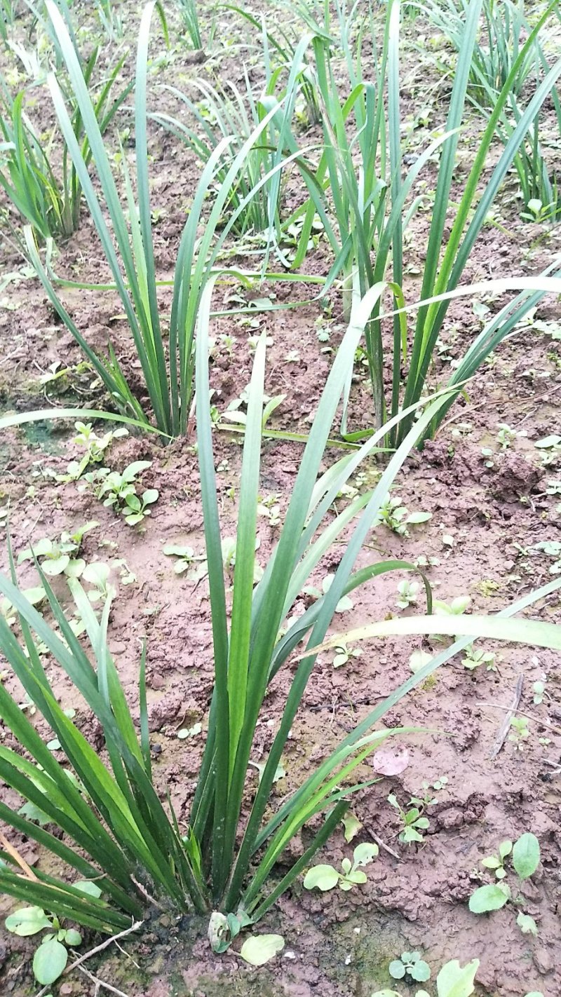 石菖蒲苗石菖蒲苗，纯度高，苗子大量出售