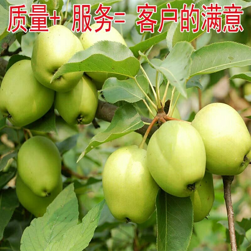 嫁接梨树苗地栽黄金梨树苗当年结果现挖现发