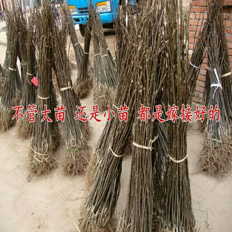 嫁接梨树苗地栽黄金梨树苗当年结果现挖现发