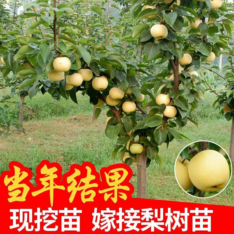嫁接梨树苗地栽黄金梨树苗当年结果现挖现发