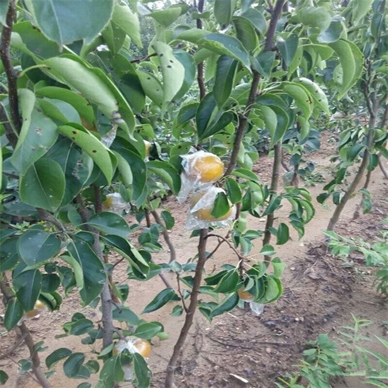 嫁接梨树苗地栽黄金梨树苗当年结果现挖现发