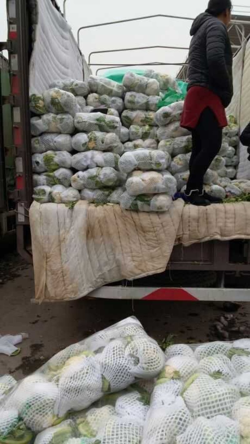 【推荐】实花松花，整车或配货发往全国各地，诚信为您代收