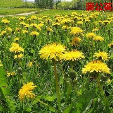 蒲公英种子发芽率98％
